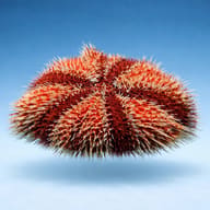 Multicolor Sea Urchin (Tripneustes gratilla) — side profile on a plain background — representative image - view 3