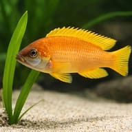 Mustax gold — close view showing fin and scale detail — representative image - view 4