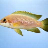 Mustax (Lamprologus mustax) — side profile on a plain background — representative image - view 3