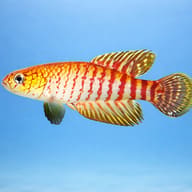 Myers' Pearlfish (Cynolebias myerfi) — side profile on a plain background — representative image - view 3