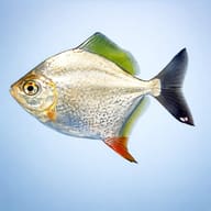 Myleus rubripinnis XXL — side profile on a plain background — representative image - view 3