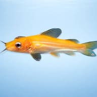 Mystus sp. albino yellow 8 — side profile on a plain background — representative image - view 3