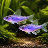 Mystus spec. 5 — pair in a planted aquarium — representative image - view 2