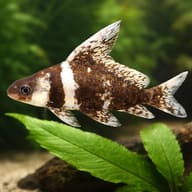 Myxocyprinus asiaticus 4 — close view showing fin and scale detail — representative image - view 4