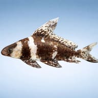 Myxocyprinus asiaticus 4 — side profile on a plain background — representative image - view 3