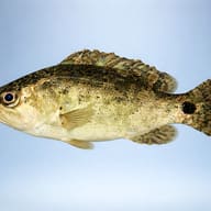 Nandus nandus 5 — side profile on a plain background — representative image - view 3