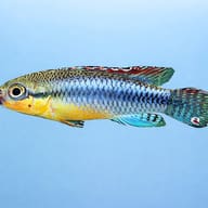 Nanochromis dimidiatus 3 — side profile on a plain background — representative image - view 3
