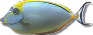 Naso elegans Elegant Unicorn Tang - view 5