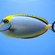 Naso elegans Elegant Unicorn Tang side profile - view 3