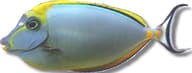 Elegant Unicorn Tang in side profile on a white background with a striped tail - view 5