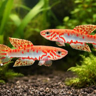 Ndian Killie / Red-Tail Killie — Ndian Killie pair in planted aquarium visual — representative image - view 2