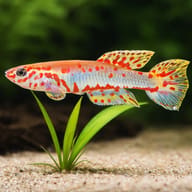 Ndian Killie / Red-Tail Killie — Ndian Killie scale and plant aquarium visual — representative image - view 4