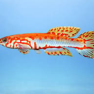 Ndian Killie / Red-Tail Killie — Ndian Killie side profile aquarium visual — representative image - view 3