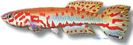 Ndian Killie / Red-Tail Killie — Ndian Killie, Fundulopanchax ndianus - view 5