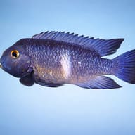 Neetroplus Cichlid, Little — side profile on a plain background — representative image - view 3