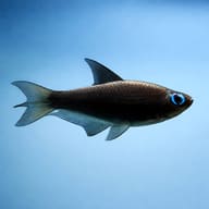 Emperor Tetra Black — Nematobrycon Palmeri — South American Tetra — side profile on a plain background — representative image - view 3