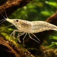 Neocaridina palmata green — representative image - view 1