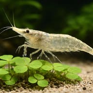 Neocaridina palmata green — close view showing fin and scale detail — representative image - view 4