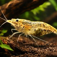 Neocaridina sp. black algae 1 - 1 — representative image - view 1