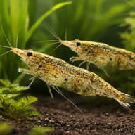Neocaridina sp. black algae 1 - 1 — pair in a planted aquarium — representative image - view 2