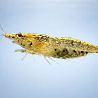 Neocaridina sp. black algae 1 - 1 — side profile on a plain background — representative image - view 3
