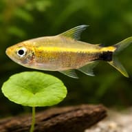 Neon Costello — close view showing fin and scale detail — representative image - view 4