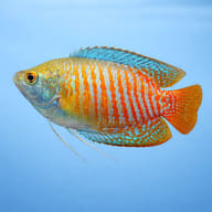 Neon Dwarf Gourami Female Mix — side profile on a plain background — representative image - view 3