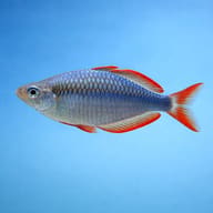 Side view of Neon Dwarf Rainbowfish Melanotaenia praecox — representative image - view 3
