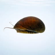 Neritina sp. black helmet 1 — side profile on a plain background — representative image - view 3