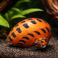 Neritina sp. spotted 0,5 — representative image - view 1
