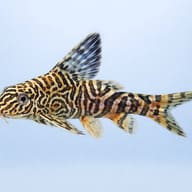 Representative side-view illustration of a Network Syno (Synodontis aterrimus) - view 3