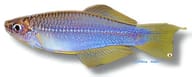 Nga Lampeye (Plataplochilus ngaensis) - view 5