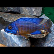 Ngara Peacock Cichlid showing blue male colour and orange tail - view 1