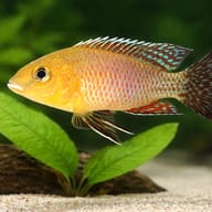Nicolsi Mouthbreeder — close view showing fin and scale detail — representative image - view 4