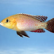 Nicolsi Mouthbreeder — side profile on a plain background — representative image - view 3