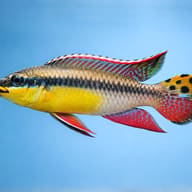 Pelvicachromis taeniatus bandewouri side profile on a plain background — representative image - view 3