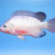 Nile tilapia (Tilapia nilotica) — side profile on a plain background — representative image - view 3