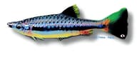 Shining Pencilfish, Nannostomus nitidus - view 5
