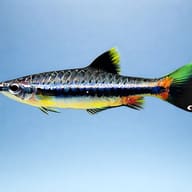Shining Pencilfish (Nannostomus nitidus) side profile aquarium visual — representative image - view 3