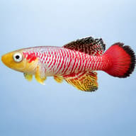 Side-view representative of Nothobranchius guentheri; not a batch photo or identification image - view 3