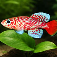 Nothobranchius kilomberoensis 2,5 - 3 — close view showing fin and scale detail — representative image - view 4