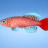 Nothobranchius kilomberoensis 2,5 - 3 — side profile on a plain background — representative image - view 3