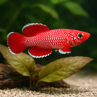 Nothobranchius korthausae Mafia Island pair beside aquarium plants for scale — representative image - view 4