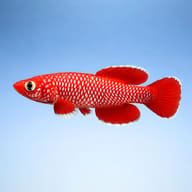Male Nothobranchius korthausae Mafia Island TZN 08-04 side profile — representative image - view 3