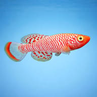 Male-like Nothobranchius rachovii Beira 98 Albino reference; live sex and colour vary - view 3