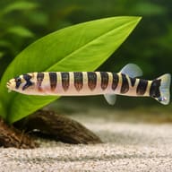 Notopterus notopterus 12 — close view showing fin and scale detail — representative image - view 4