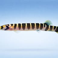 Notopterus notopterus 12 — side profile on a plain background — representative image - view 3