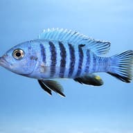 Nyasa Blue Cichlid, Zebra M — side profile on a plain background — representative image - view 3
