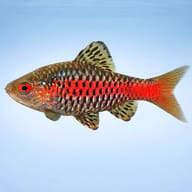 Odessa Barb (Pethia padamya) side profile - view 4