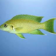 Olive Lamprologus — side profile on a plain background — representative image - view 3